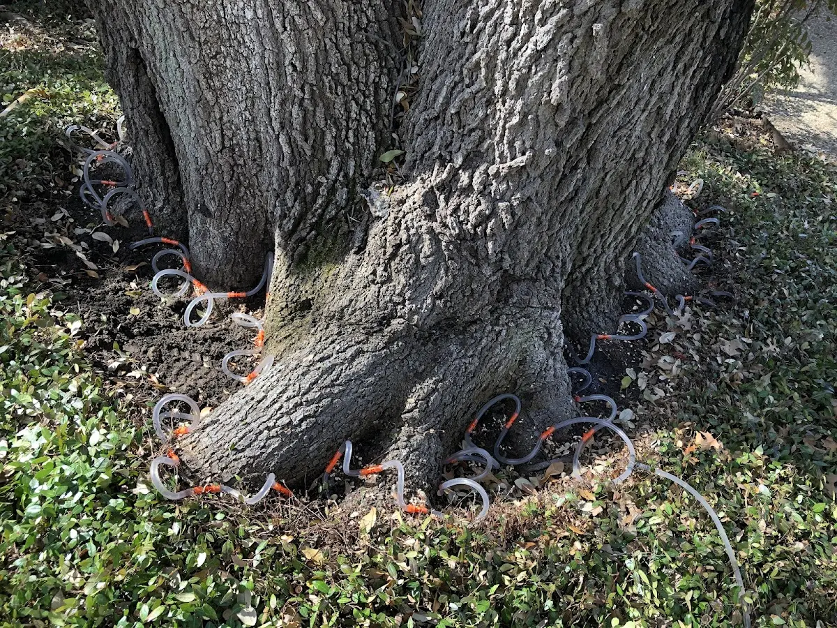 Detailed Tree Cabling and Bracing job site in North Ferrisburgh