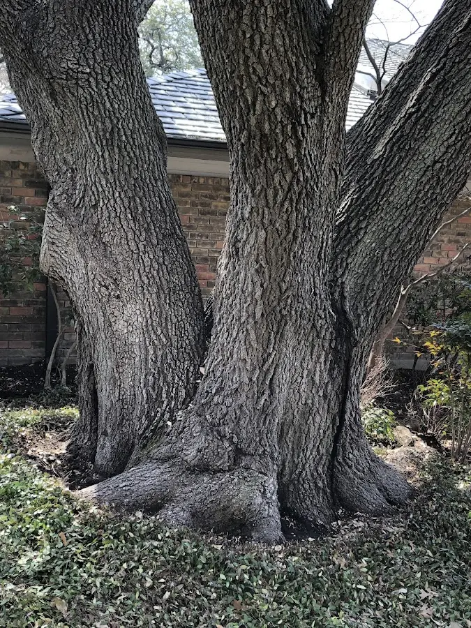 Mature heritage tree close to a North Ferrisburgh property cared for by certified arborists